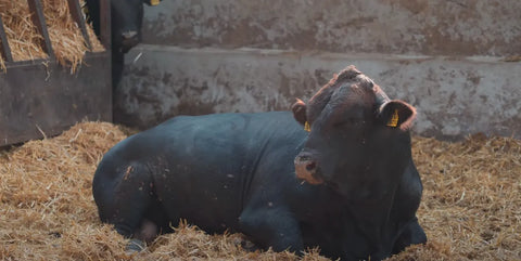 Die Tiere auf Bio-Angus-Farmen