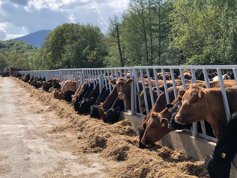 Our beef cattle, bred and fed for meat