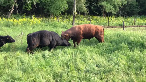 Виж на живо Black vs Red Angus