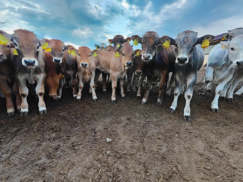 Развъждане и продажба на българско сиво говедо в Пирин