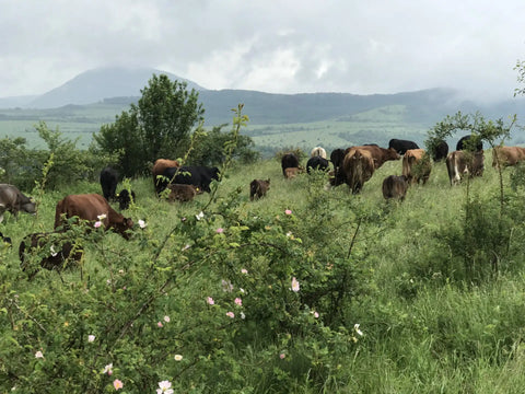 Отглеждане Блек Ангъси в еко пасищата на Стара планина