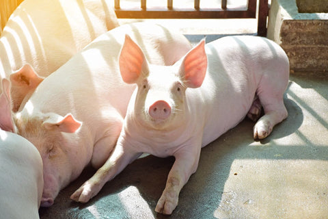 Лимитиран брой бяла дунавска свиня