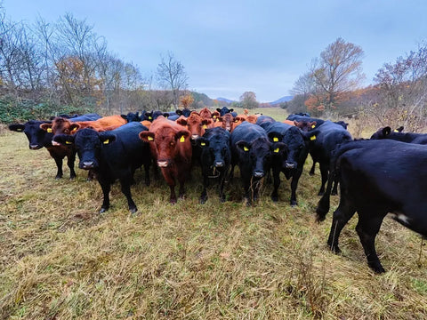 Our animals